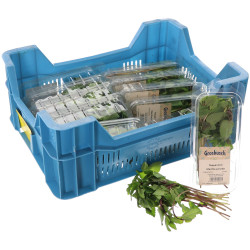 MENTHE POIVREE GROSBUSCH 12X20G